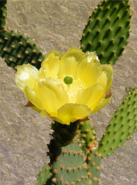 Fájl:Opuntia microdasys-0.jpg