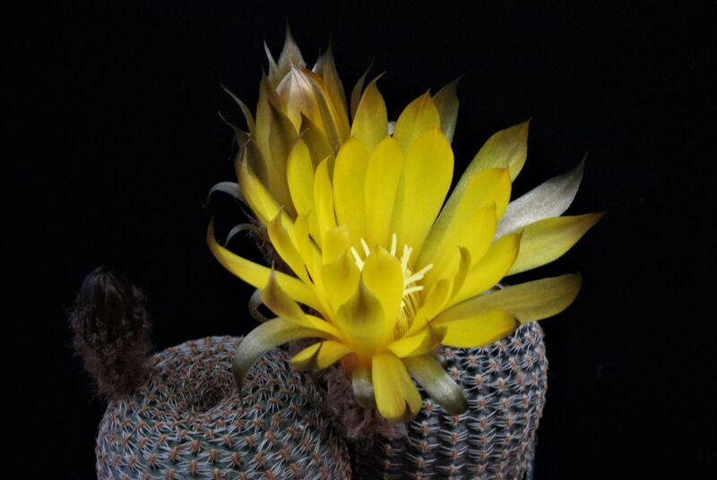 Fájl:Reicheocactus famatinensis.JCs 02.jpg