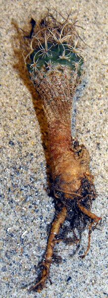 Fájl:Turbinicarpus pseudomacrochele minimus-1.jpg