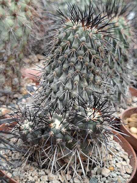 Fájl:Copiapoa dealbata var. carrizalensis.HL 02.jpg