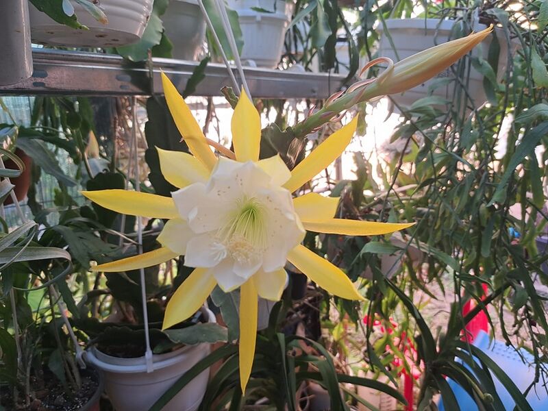 Fájl:Epiphyllum laui.VZs 02.jpg