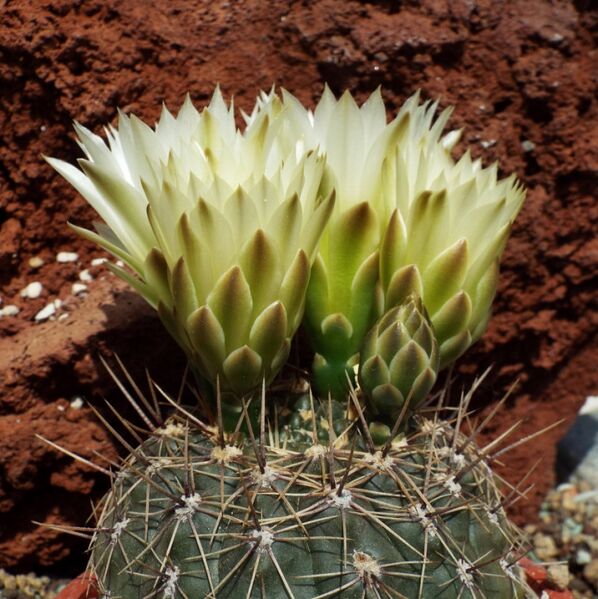Fájl:Gymnocalycium reductum leeanum schatzlianum-001.jpg