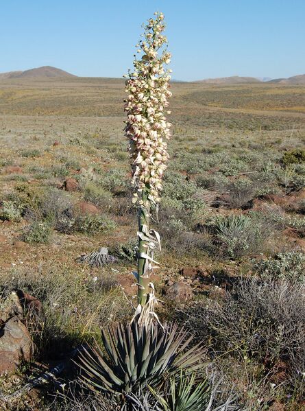 Fájl:Hespëroyucca whippleyi-000.jpg