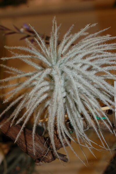 Fájl:Tillandsia tectorum.PL 01.jpg