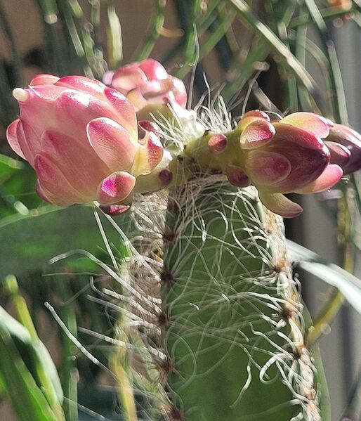 Fájl:Weberocereus frohningiorum.VZs 01.jpg