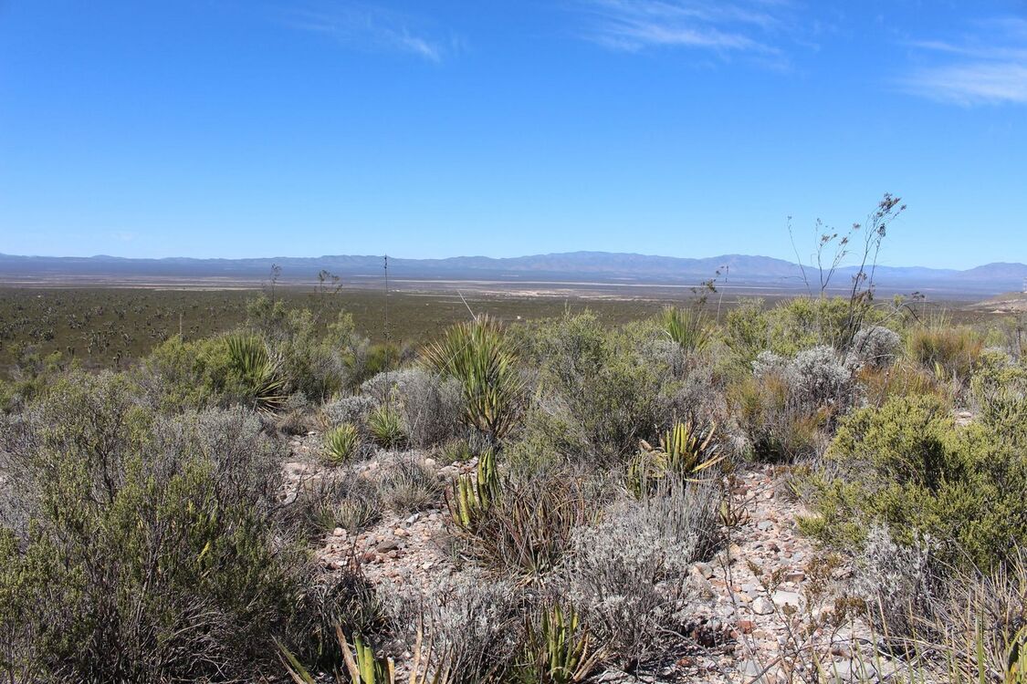 Az Ariocarpus retusus élőhelye Cedral mellett, San Luis Potosí államban, Mexikóban, 1800 méteres tengerszint feletti magasságban. Alacsony, lankás, köves, szárazságtűrő vegetációval benőtt dombon, a fajjal leggyakrabban a kis köves tisztásokon lehet találkozni.