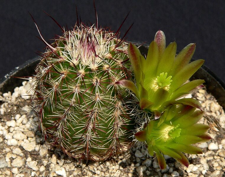 Fájl:Echinocereus chloranthus SB245.SzJ-01.jpg