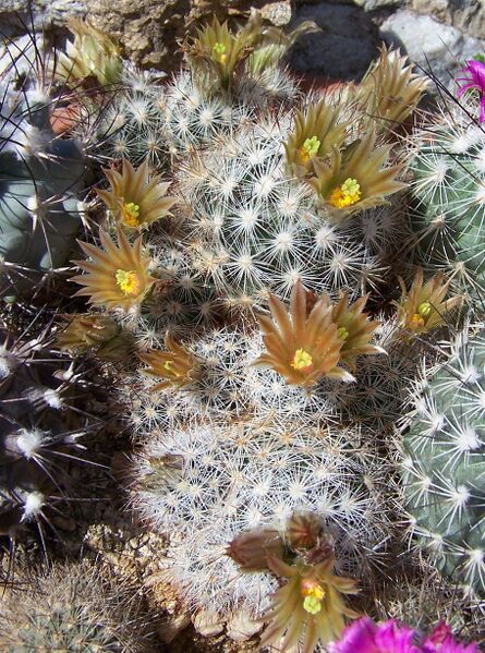 Fájl:Escobaria emskoetteriana-000.jpg