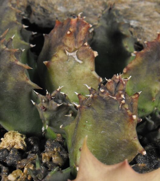 Fájl:Huernia quinta-001.jpg