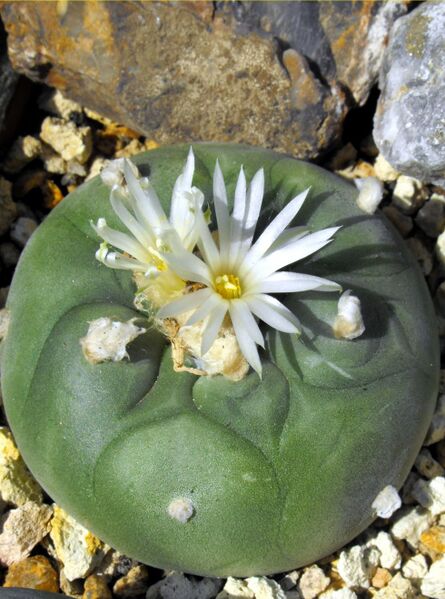 Fájl:Lophophora diffusa-010.jpg