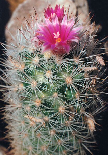 Fájl:Pozsgáslap 062-001.jpg