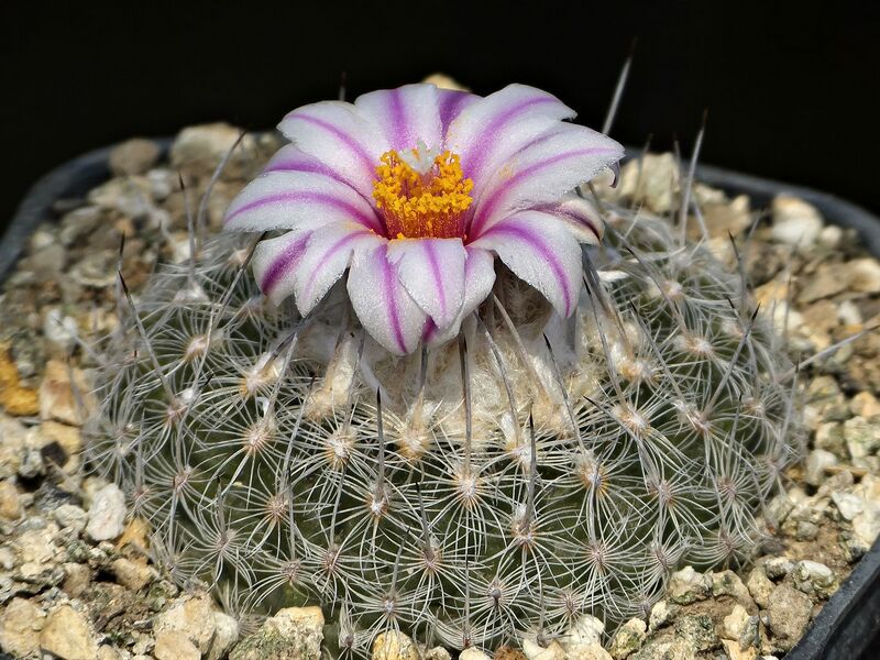 Fájl:Turbinicarpus saueri septentrionalis.SzJ 02.jpg