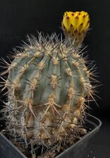 3.