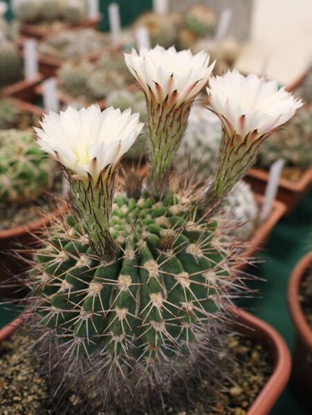 Fájl:Acanthocalycium klimpelianum.JCs 01.jpg