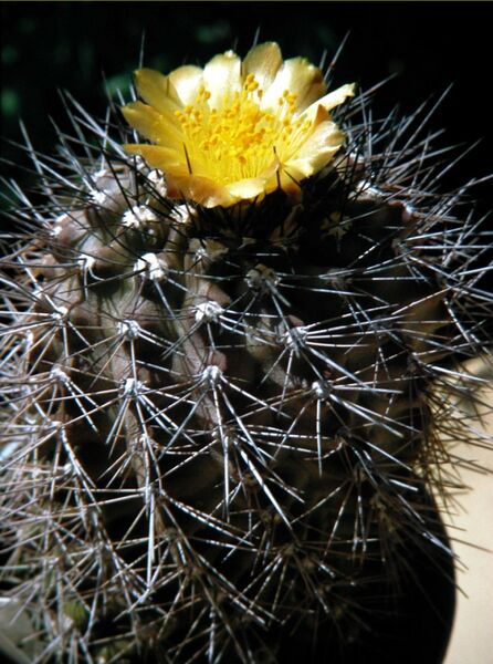Fájl:Copiapoa humilis subsp humilis-002.jpg