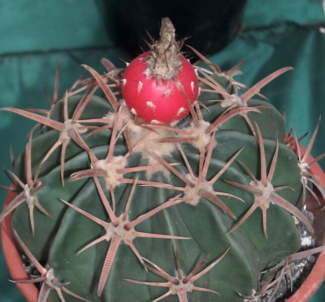 Fájl:Echinocactus texensis-001.jpg