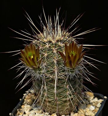 Fotó: Szigetvári József