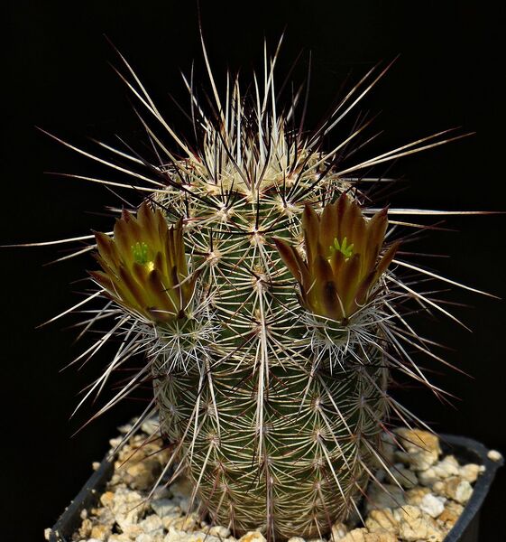 Fájl:Echinocereus chloranthus MG 187.SzJ-01.jpg