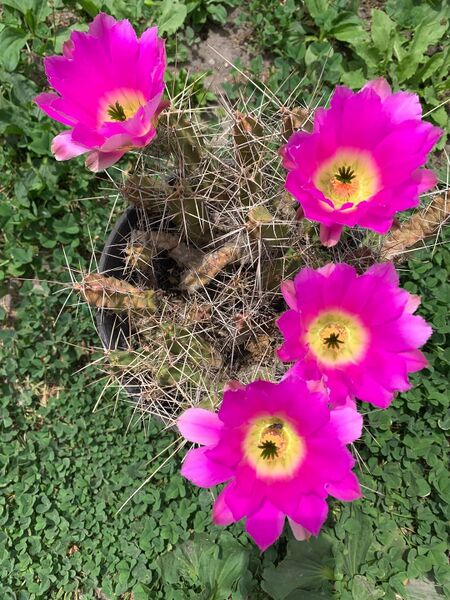 Fájl:Echinocereus pentalophus.BE 01.jpg