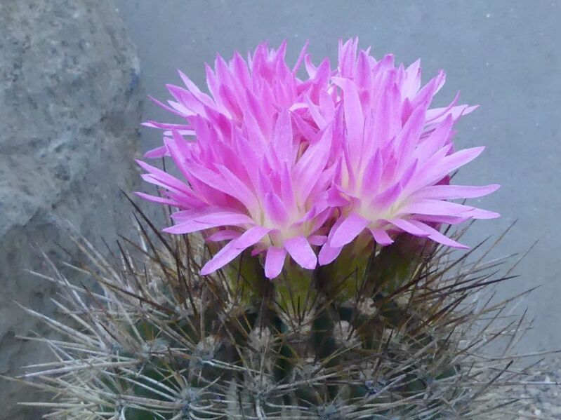 Fájl:Eriosyce chilensis.LZ 01.jpg
