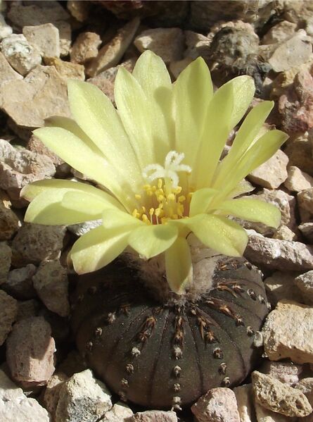 Fájl:Frailea castanea-000.jpg