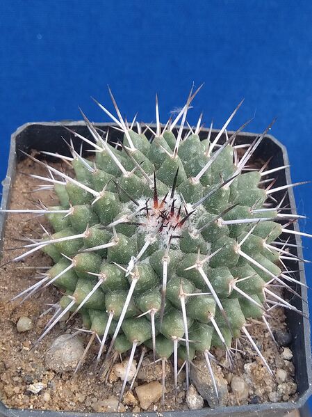 Fájl:Mammillaria amajacensis.jpg