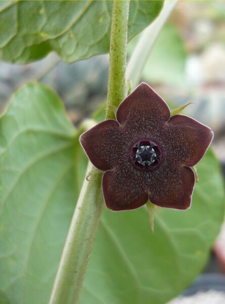 Fájl:Matelea cyclophylla-000.jpg