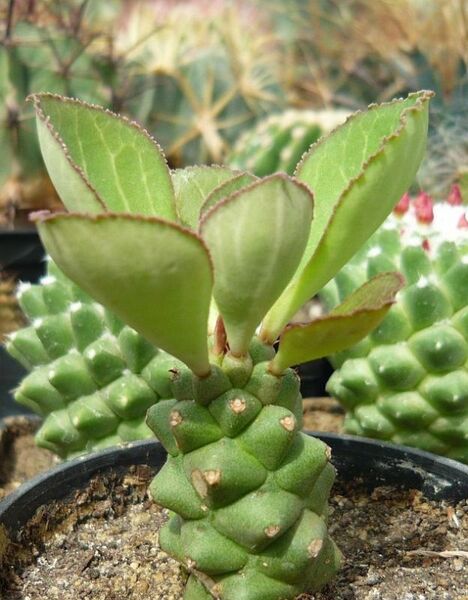 Fájl:Monadenium ritchiei subsp ritchiei-001.jpg