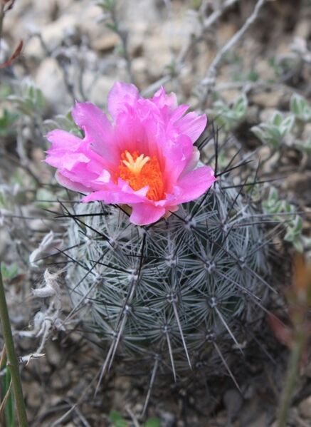 Fájl:Neolloydia conoidea-000.jpg