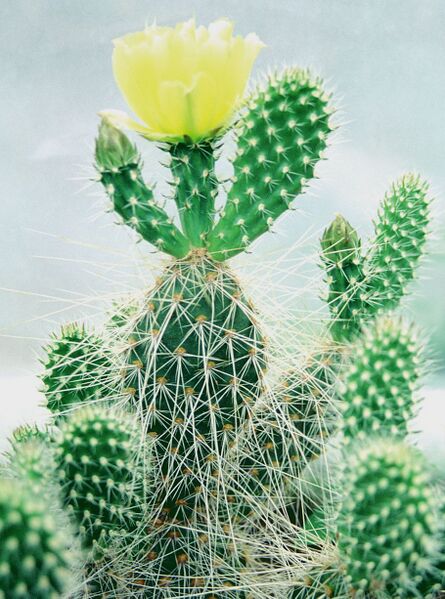 Fájl:Pozsgáslap 044-000.jpg