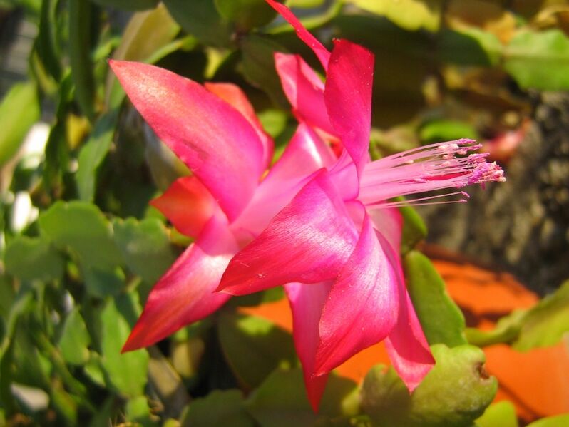 Fájl:Schlumbergera truncata 1-2.jpg