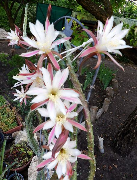 Fájl:Cereus spegazzinii.FTJ 01.jpg
