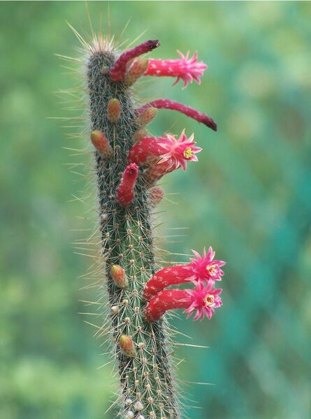 Fájl:Cleistocactus buchtienii-000.jpg