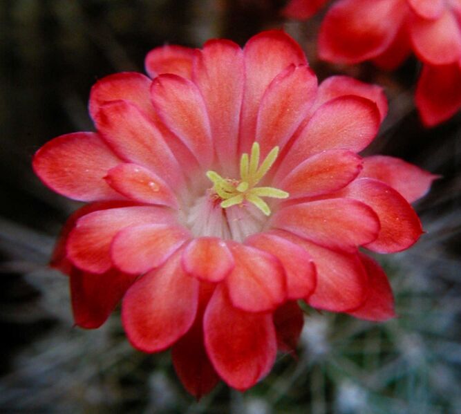 Fájl:Echinocereus polyacanthus-001.jpg