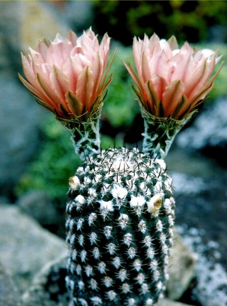 Fájl:Eriosyce odieri subsp odieri-002.jpg