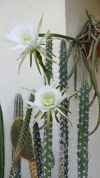 Fájl:Harrisia tetracantha.RZ 01.jpg