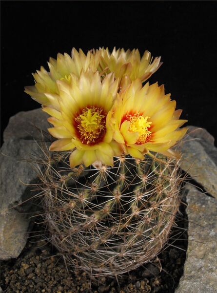 Fájl:Thelocactus setispinus-0.jpg