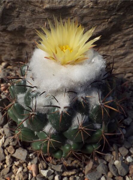 Fájl:Coryphantha elephatidens greenwoodii-000.jpg