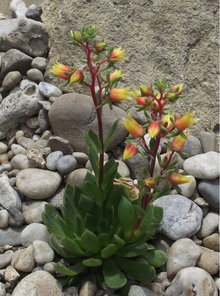 Fájl:Echeveria bella-000.jpg