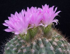 2.