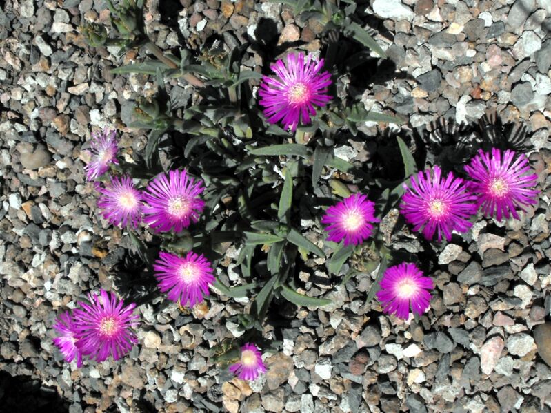 Fájl:Delosperma lydenburgense-001.jpg