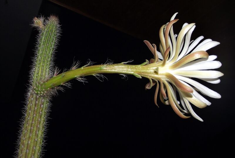 Fájl:Peniocereus serpentinus-003.jpg