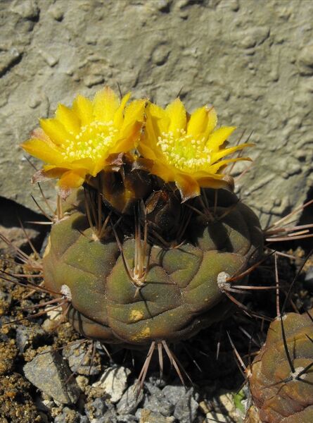 Fájl:Rebutia neumanniana 01-0.jpg