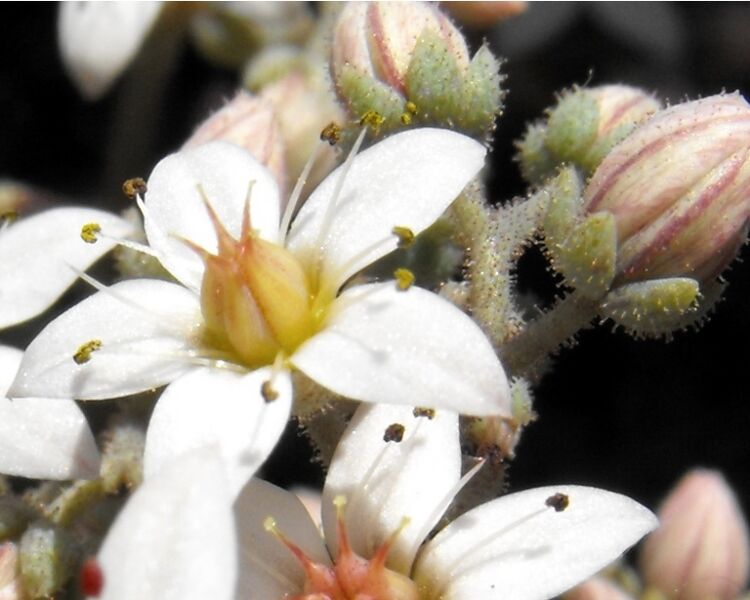 Fájl:Sedum hispanicum-3.jpg