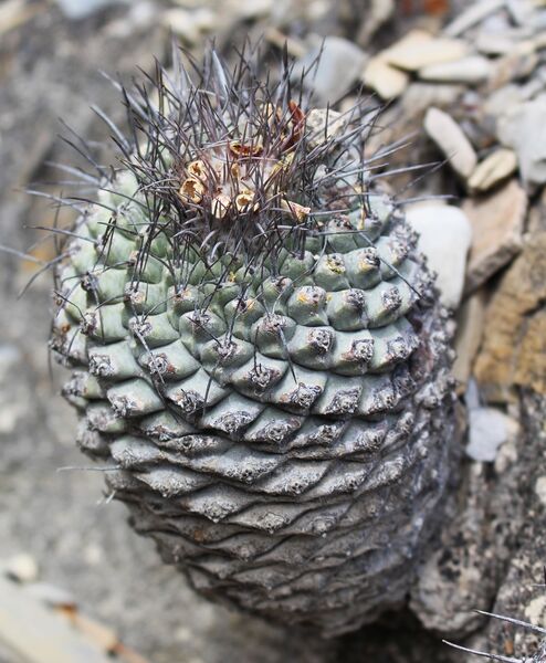 Fájl:Strombocactus corregidorae-003.jpg