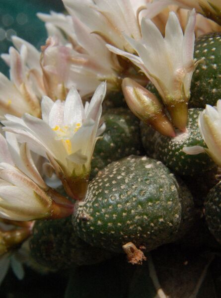 Fájl:Blossfeldia liliputana 02-000.jpg