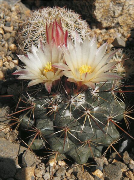 Fájl:Coryphantha gerorgii-000.jpg