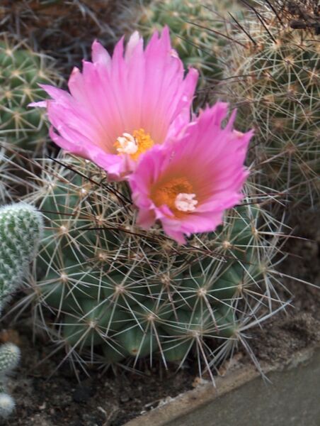 Fájl:Coryphantha ramillosa ramillosa-002.jpg
