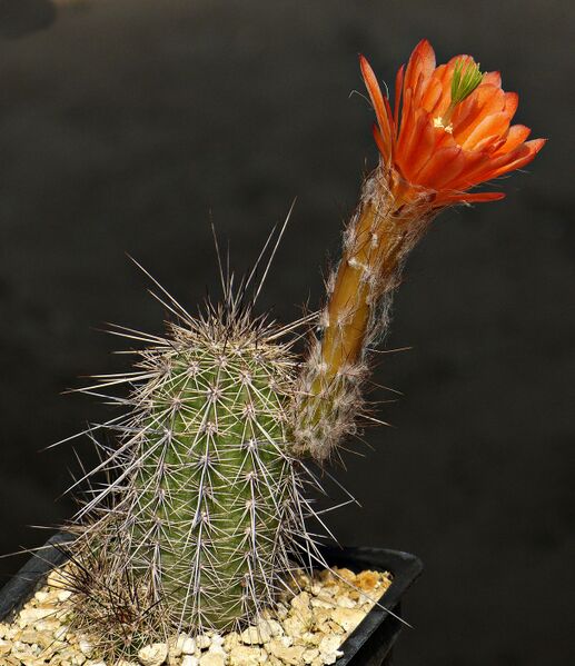 Fájl:Echinocereus huitcholensis MAO-237.SzJ 02.jpg