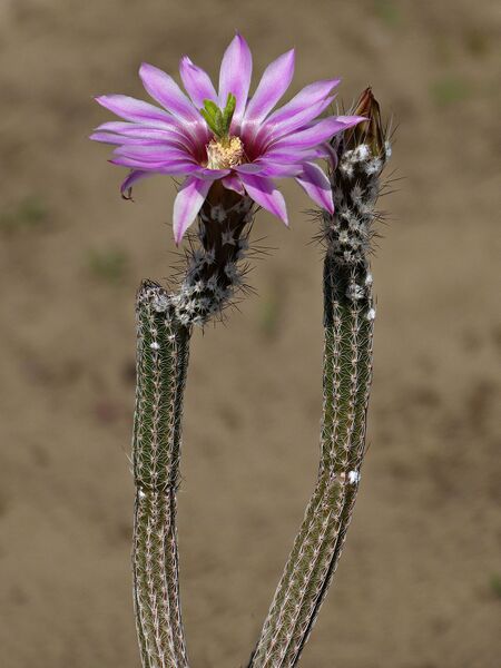 Fájl:Echinocereus poselgeri gerhardii.SzJ 02.jpg
